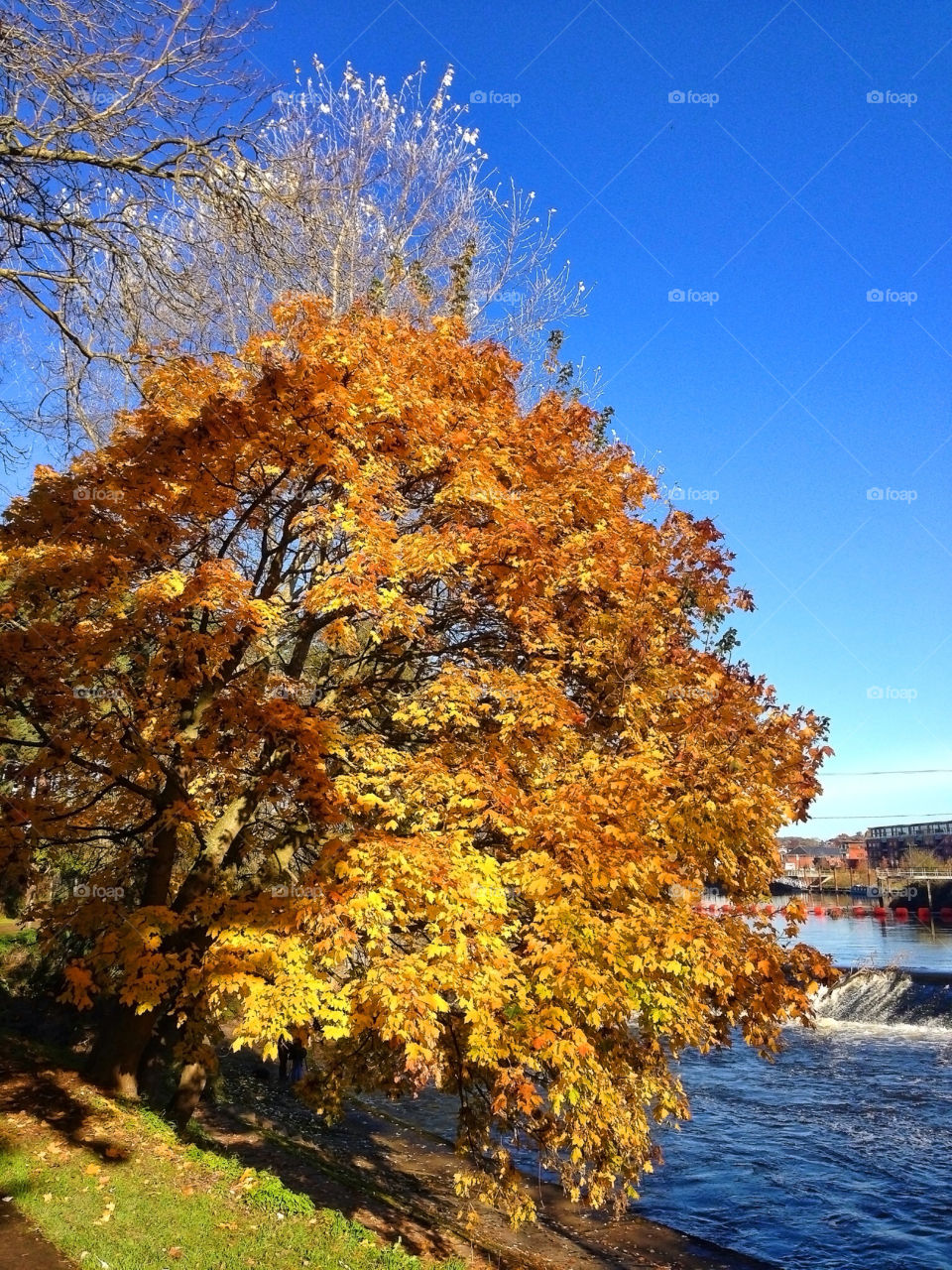 worcestershire u k sky blue leaves by chris7ben