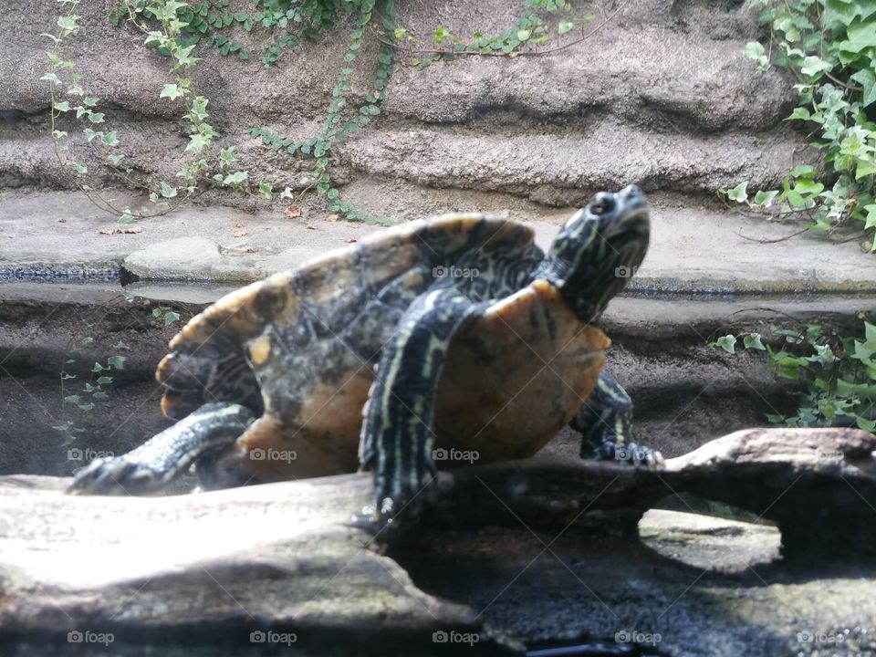 Turtle. At the Zoo