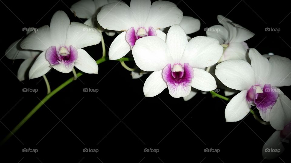 Wild Orchids