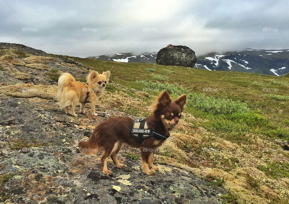 Small Hopes Kennel. 
Chihuahua. 
Narvik, Norway.  