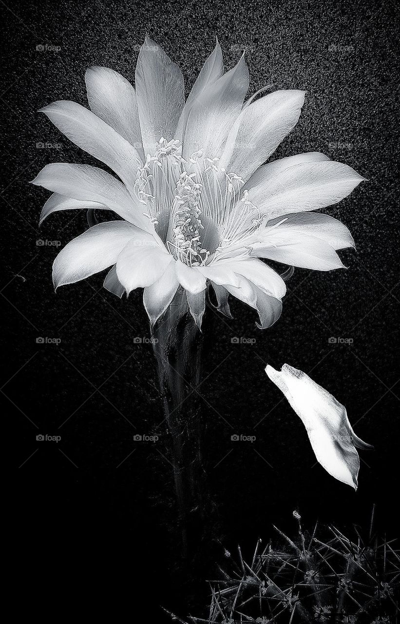 Black and white photo.  Contrast.  Blossoming flower of the cactus "Echinopsis" and falling petal