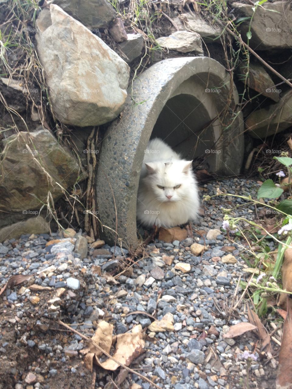 Cat in the drain 