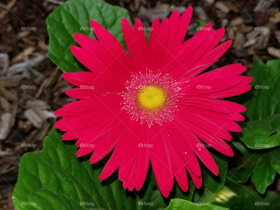 vibrant red flower with yellow center