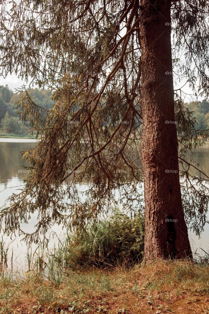 Summer landscape with pond