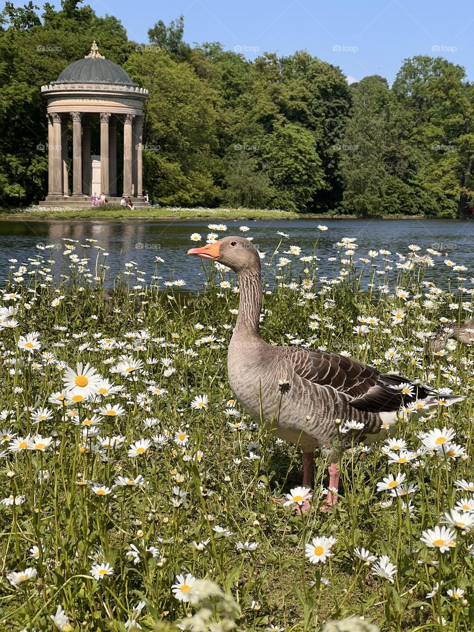 Goose among daisies near a rotunda and pond