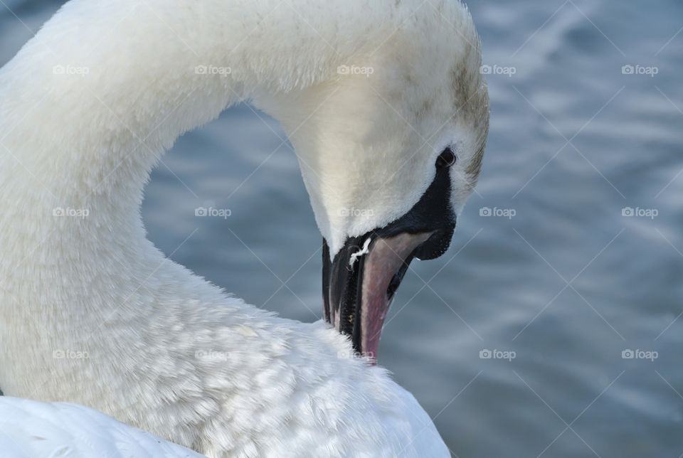 london lake park swan by kikicheeky