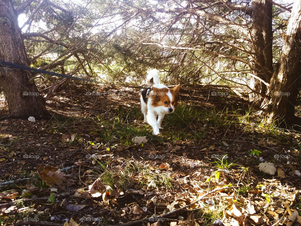 Shaded Walk