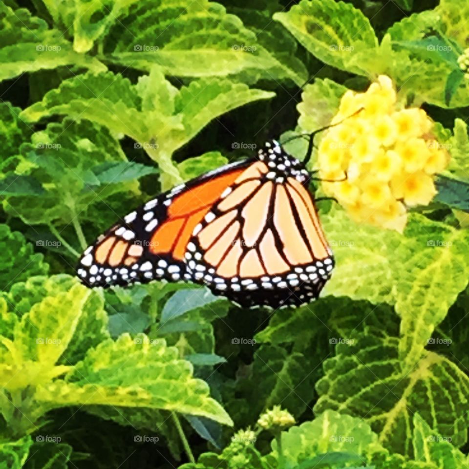 Monarch Butterfly resting on a flower in Indianapolis, Indiana. 