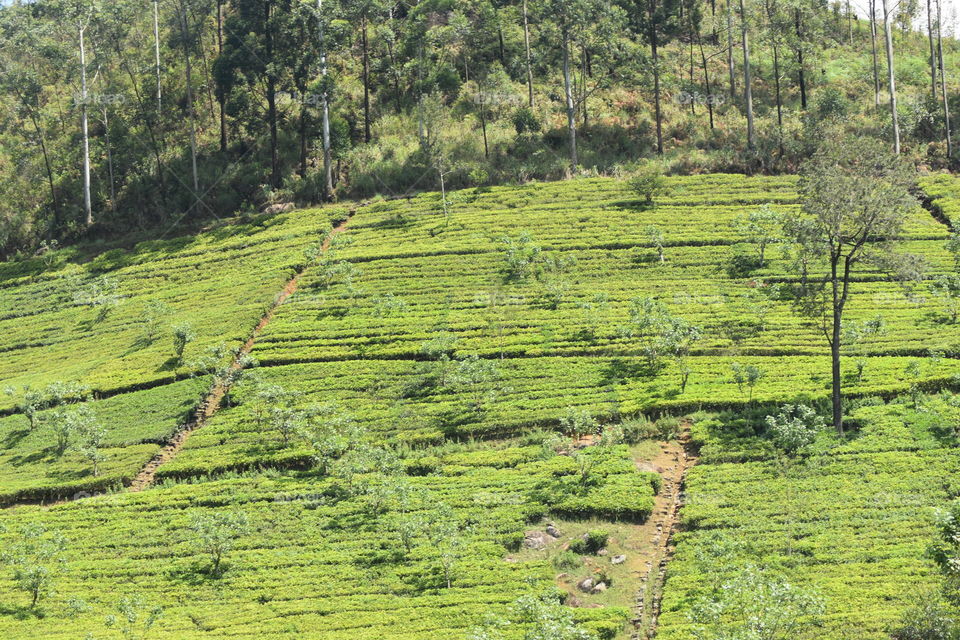 Goodbye Beautiful tea estate