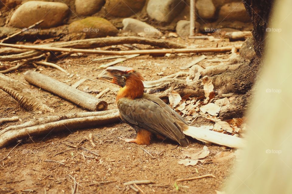 My first time to see a Philippine hornbill.