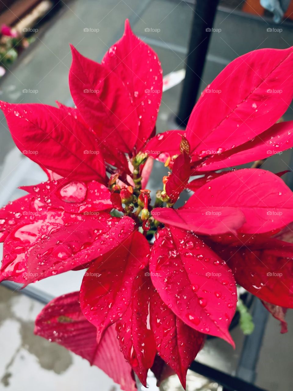 Rain drops on red flower plant 