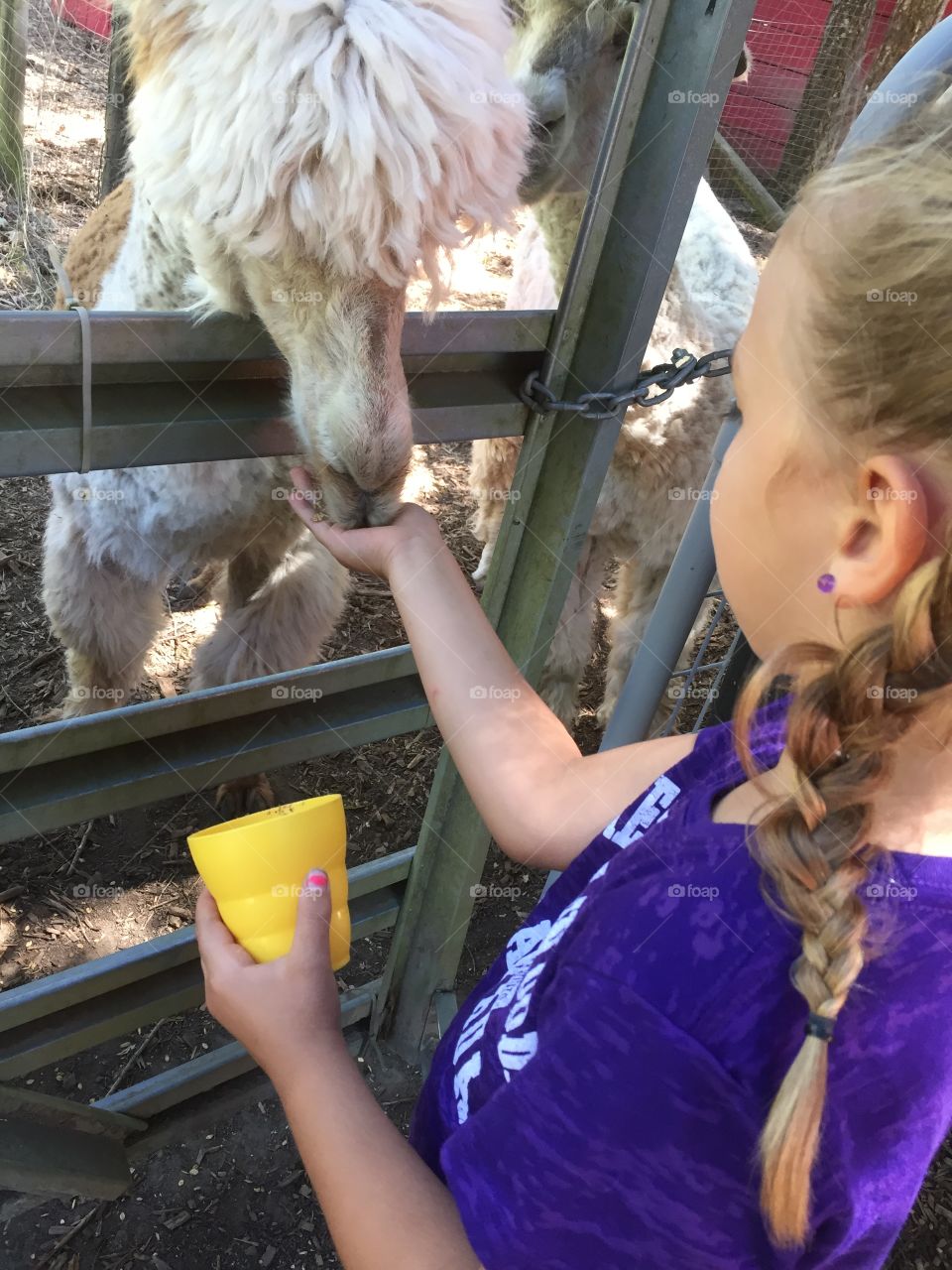 Feeding the alpaca and its loving it! 