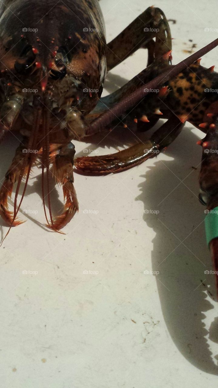 Lenny lobster