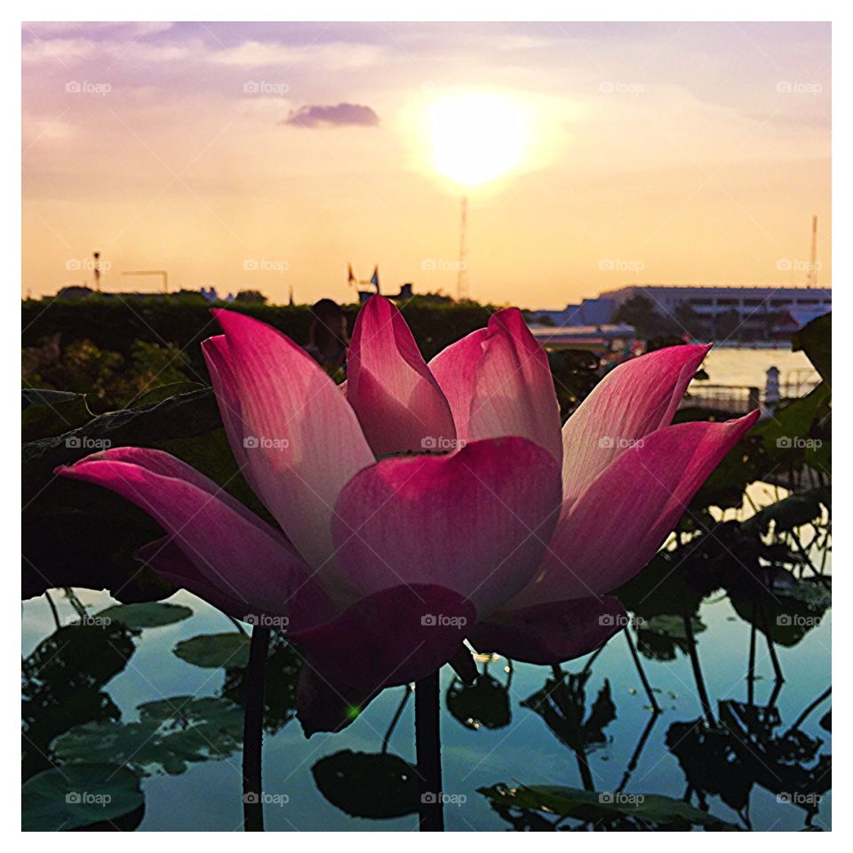 Water lily at sunset, Bangkok