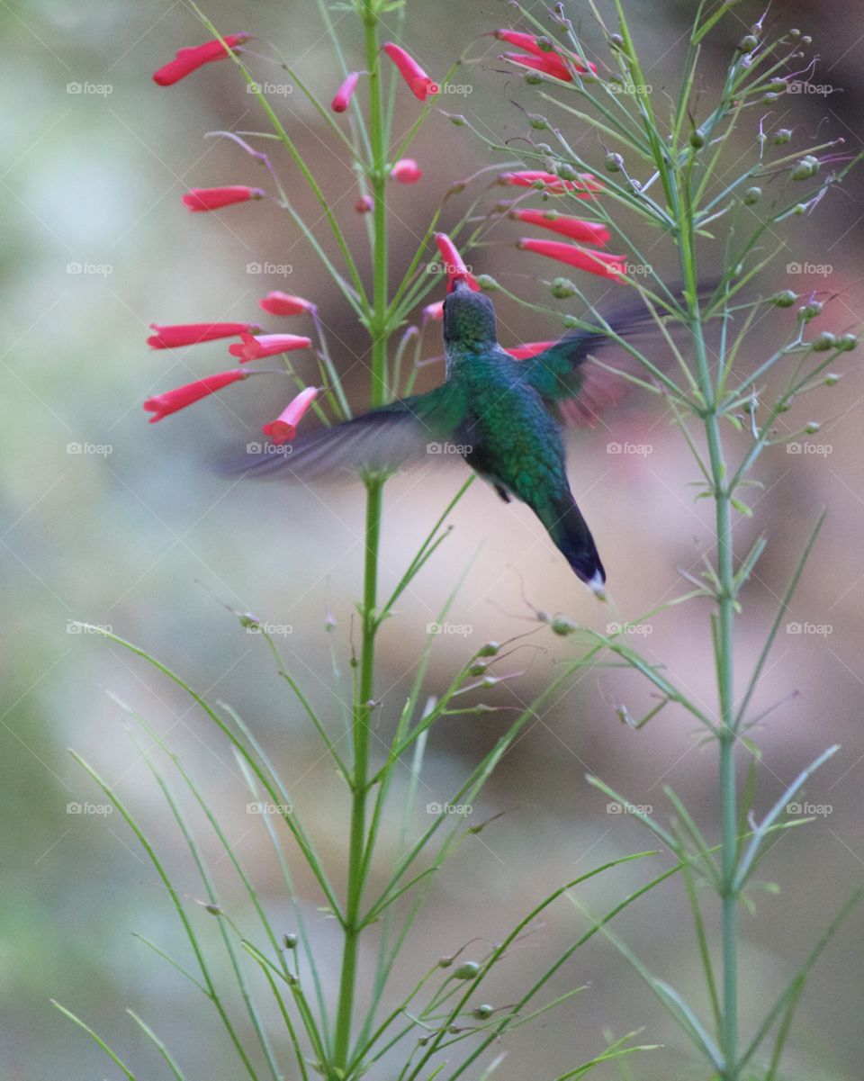 Hummingbird near flower