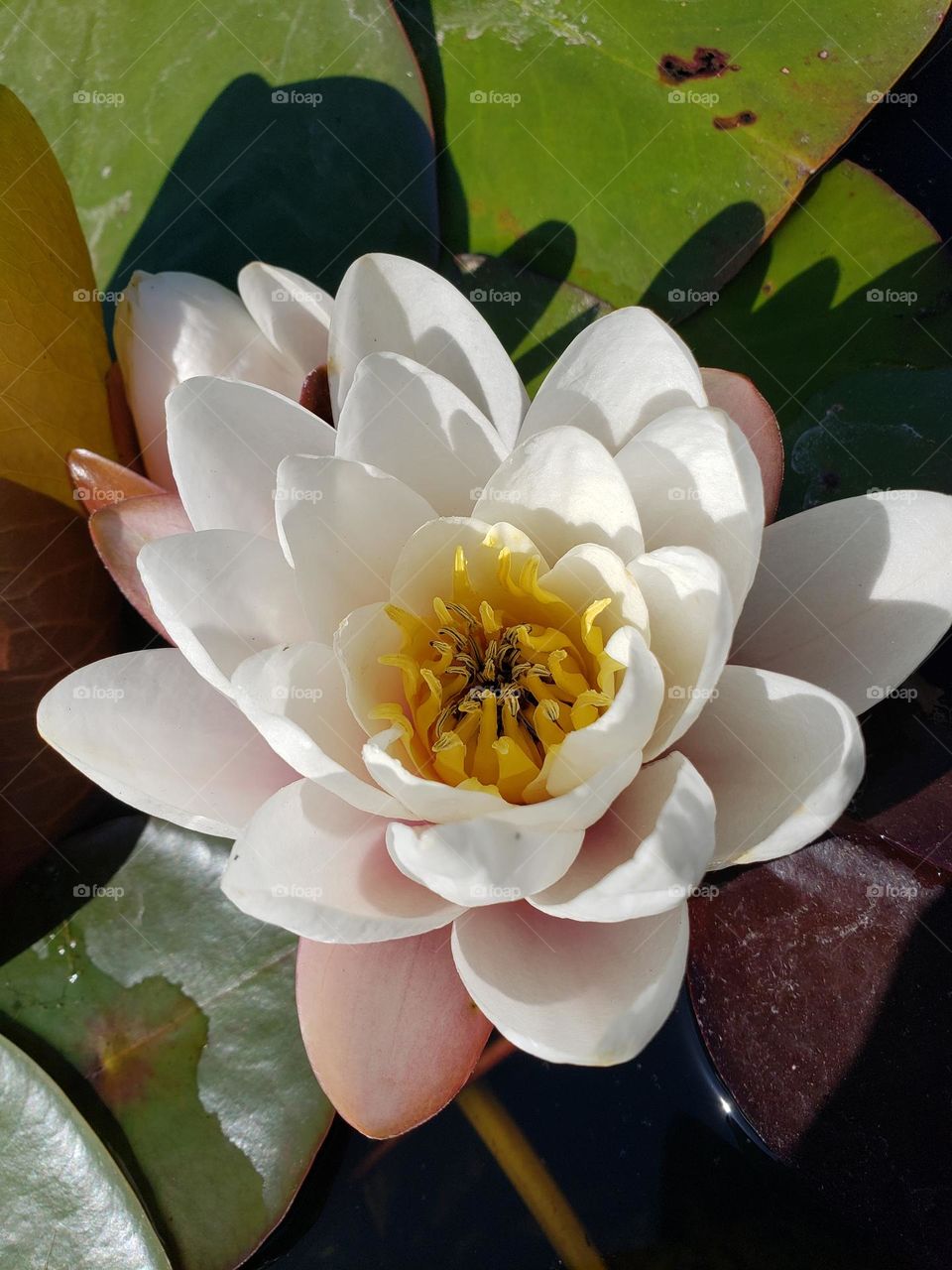 water lily