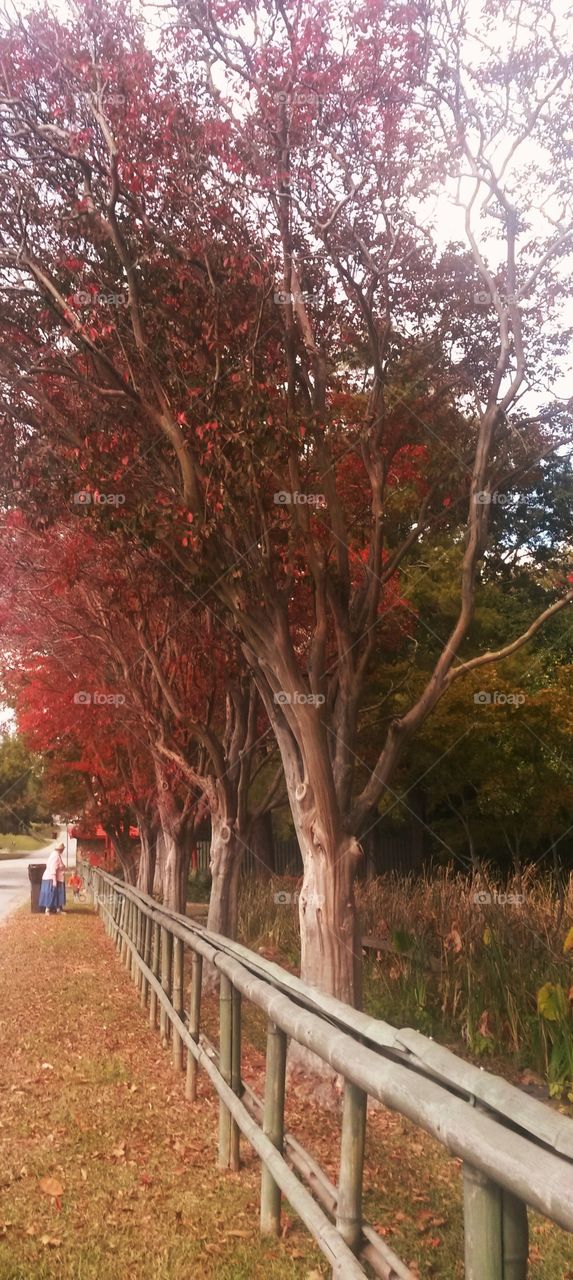 Japanese park. row of trees