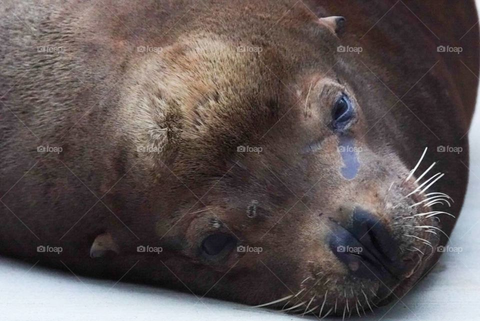 A California Sea Lion rests on a boat dock