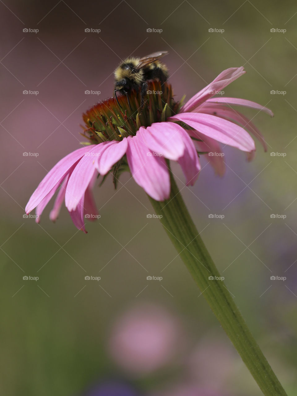 A bumble bee on a flower in Montana