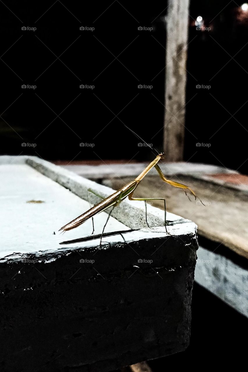 a praying mantis on the edge of a table or flat surface