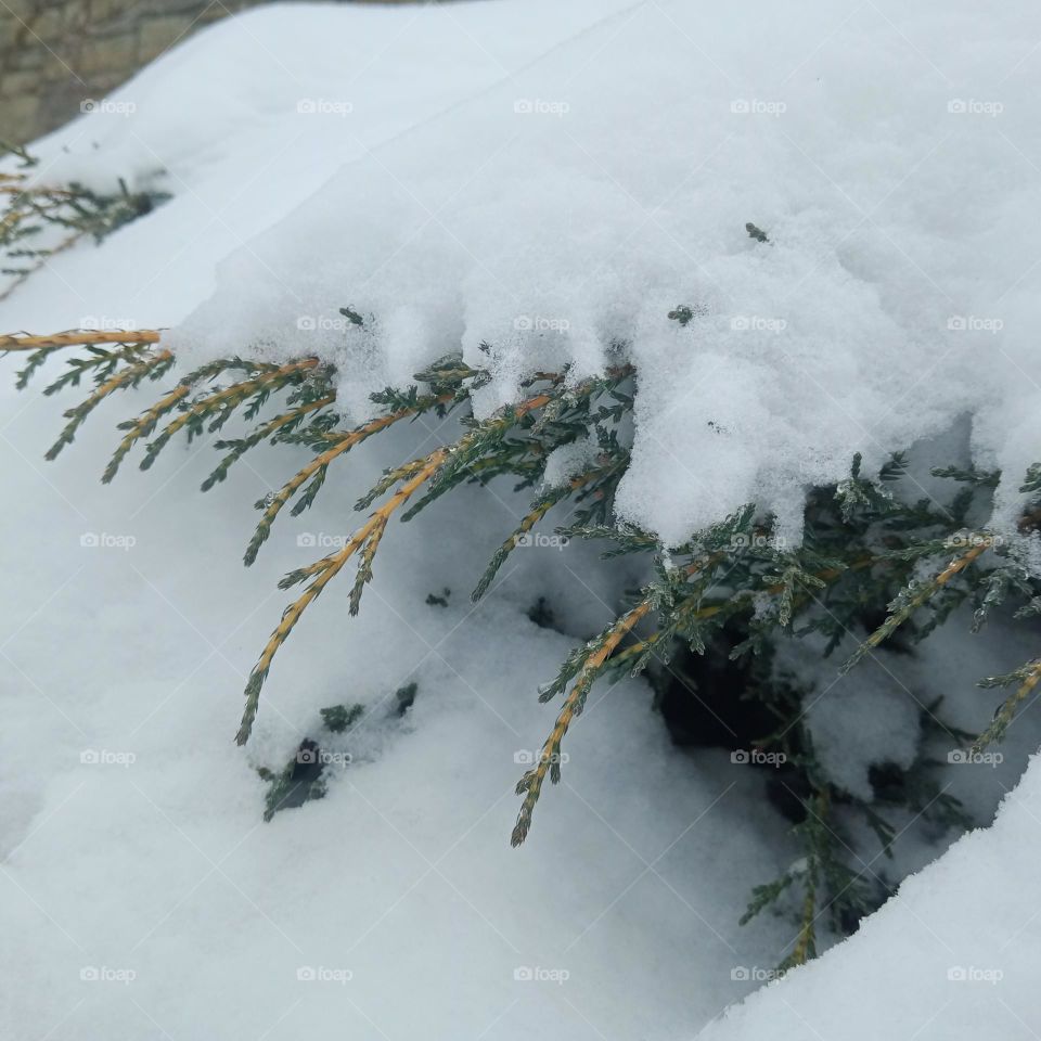 White snow covered an evergreen bush βοΈ It looks like the opposition of the riot of life and death that knows no mercy π¬οΈπ However, the time will come and the bush will feel free again π¨οΈπ·ππ€