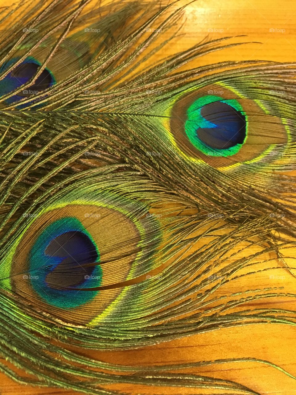 Peacock feathers