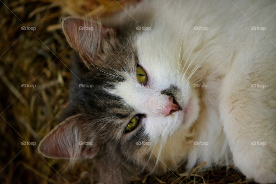 Henry the Eighth Cat