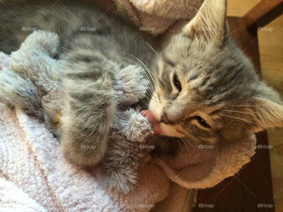 Leo when he was a tiny kitten cuddling his favorite stuffed toy! 