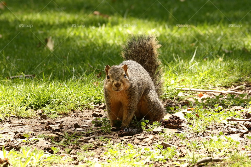 Squirrel in the woods 