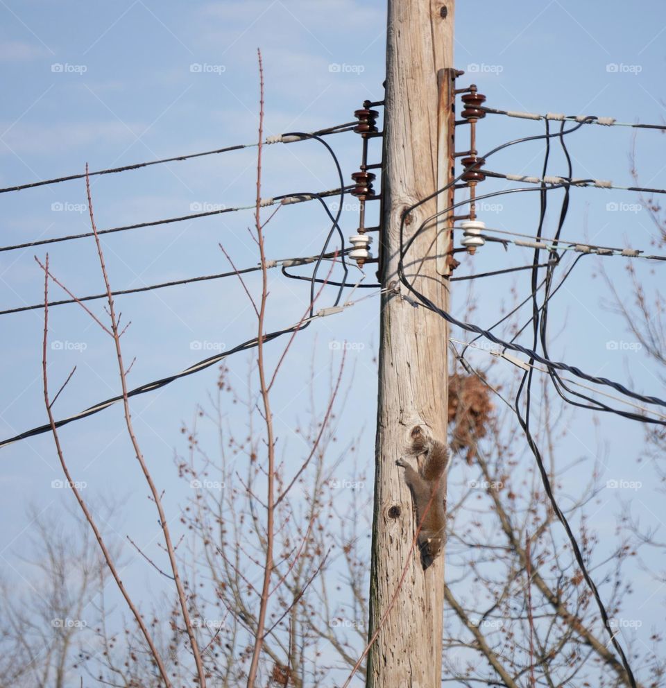 A squirrel sits and ponders direction, on a local utility pole. Perhaps this is the warmest place he can find. 