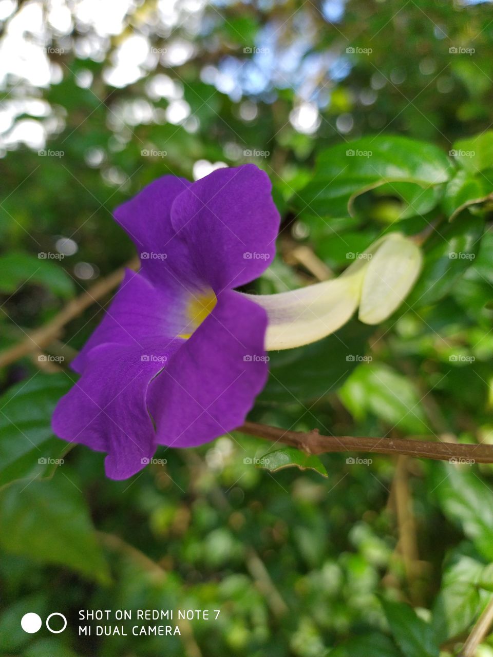 a purple and yellow flower in the garden