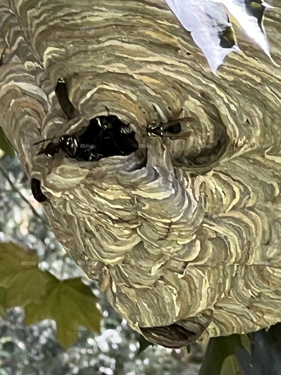 bald faced hornets 
