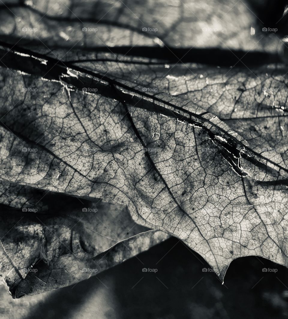 Shadowed leaf - I like how it plays with your eyes. 