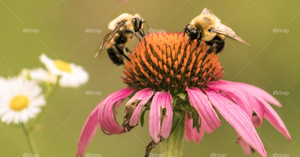 Two bees pollinating a flower