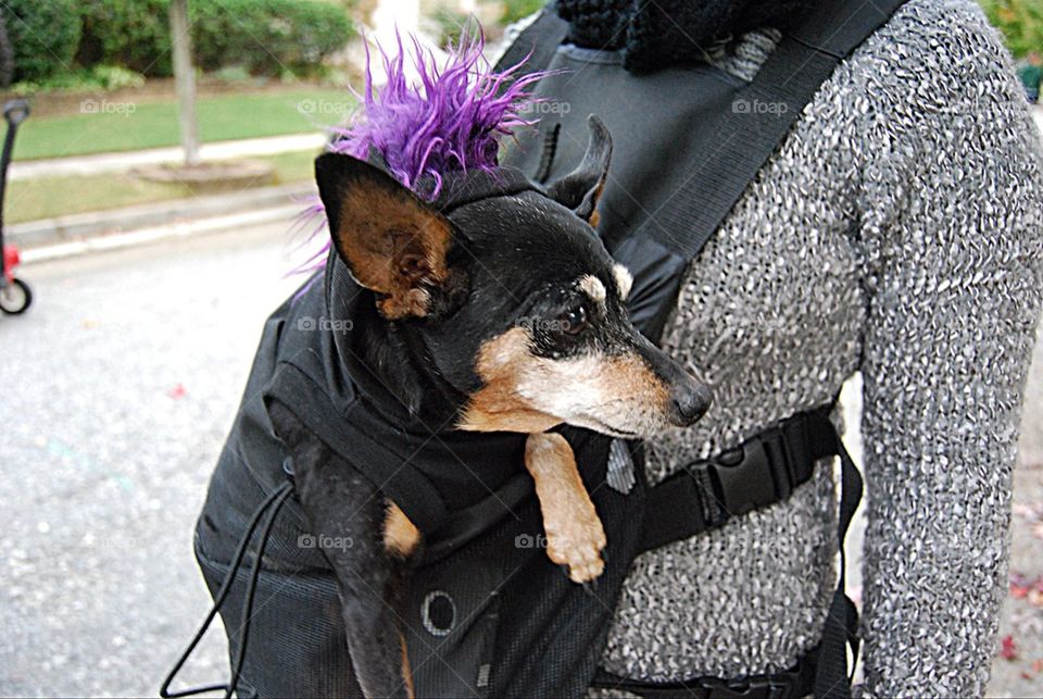 Dog dressed for Halloween