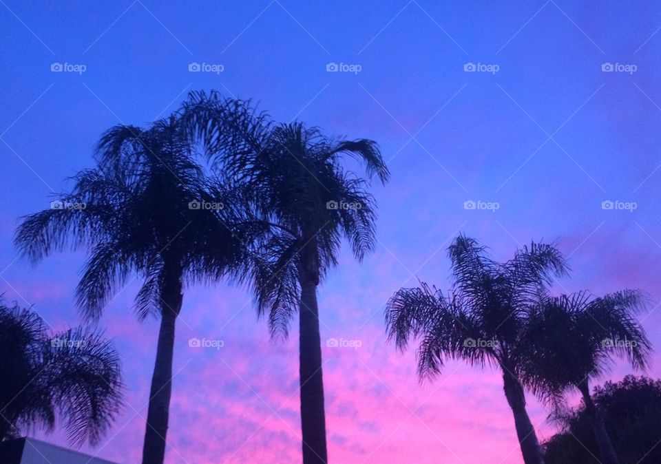 Cotton candy skies 