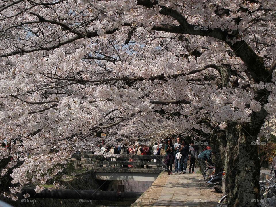 philosophy's walk,kyoto,japan