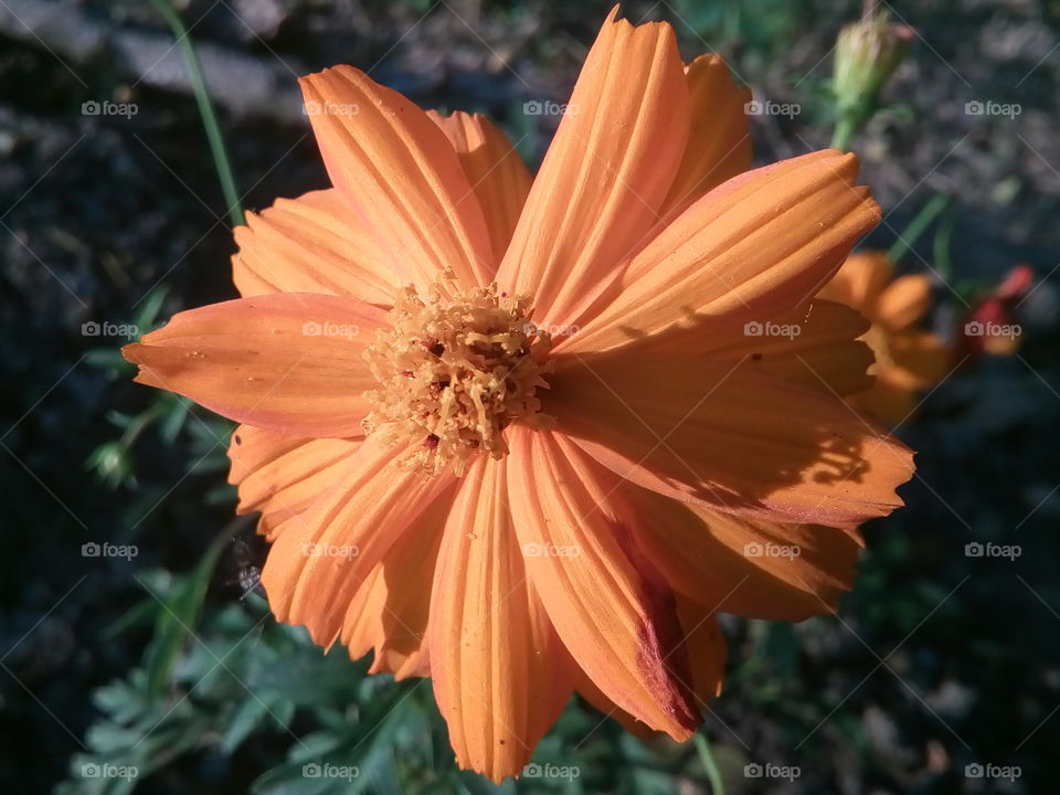 flower 2018-01-17 018 
#আমার_চোখে #আমার_গ্রাম #nature #flower 
#eukaryota #plantae #angiosperms #eudicots