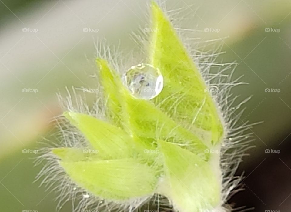 A tiny water drop in macroworld, not less than a diamond. Precious!