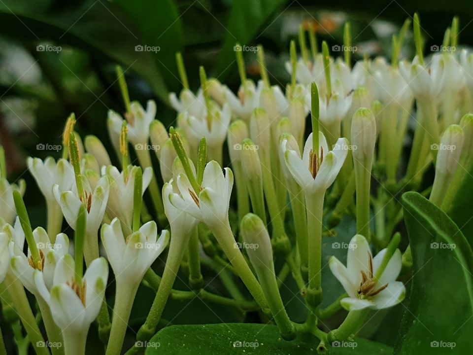 beautiful flowers in my garden