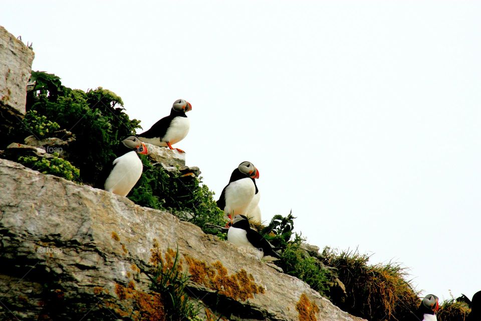 Puffins in Canada