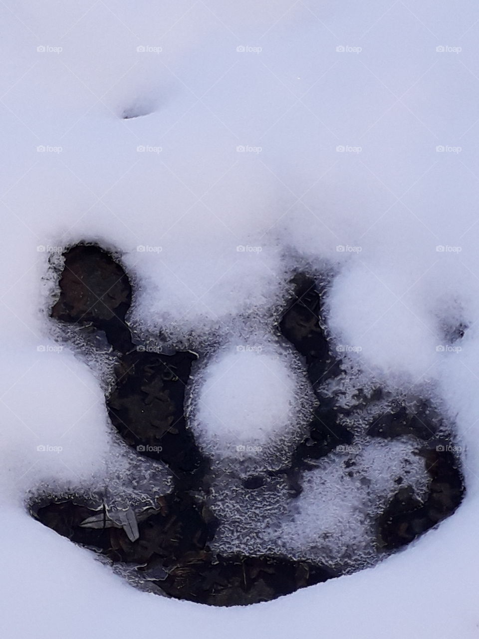 tête d'ours dans la neige