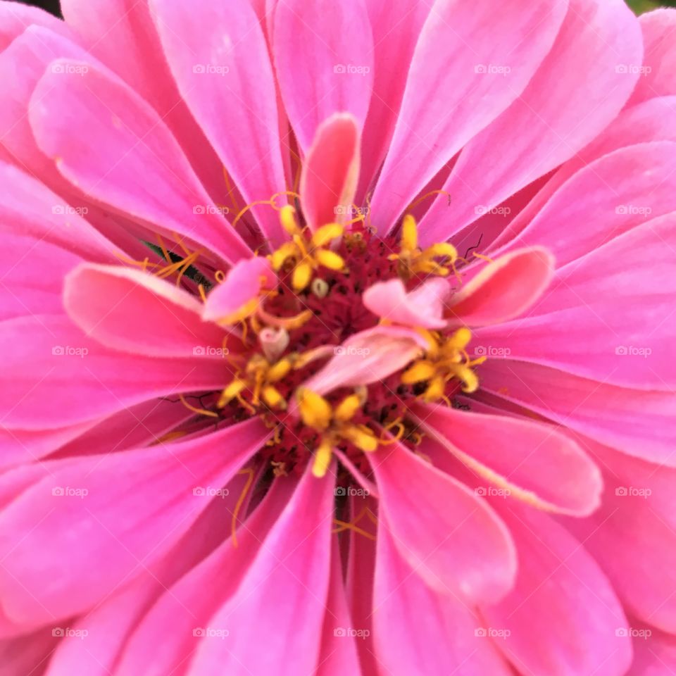 Pink Zinnia