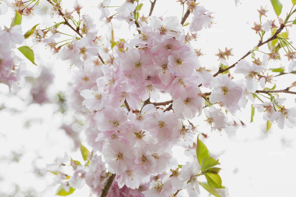 Closeup of tree branch covered with beautiful soft pink white blooming cherry tree flowers at spring 