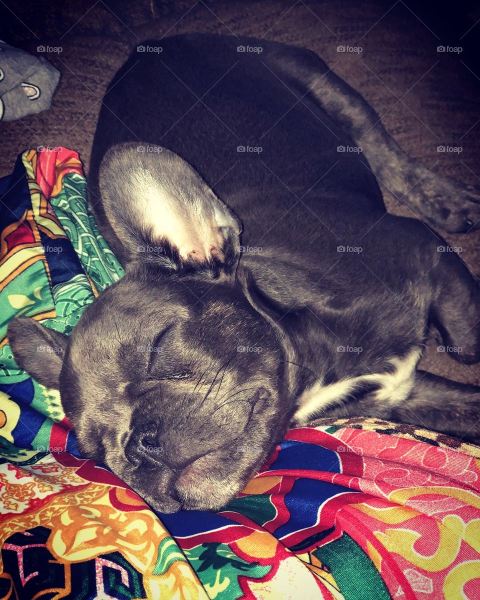 Sleepy puppy Napoleon! Naps on my clean clothes!