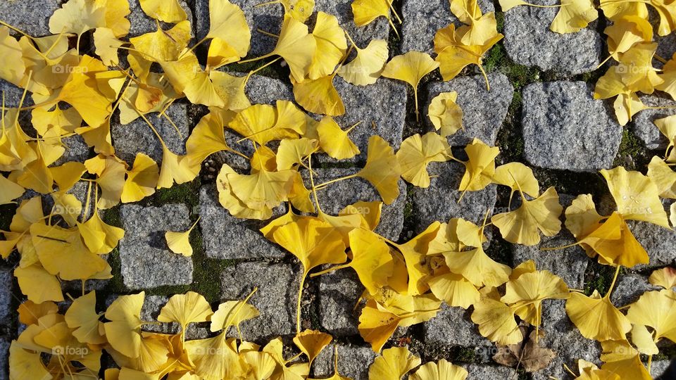 yellow leaves on the ground in Munich.