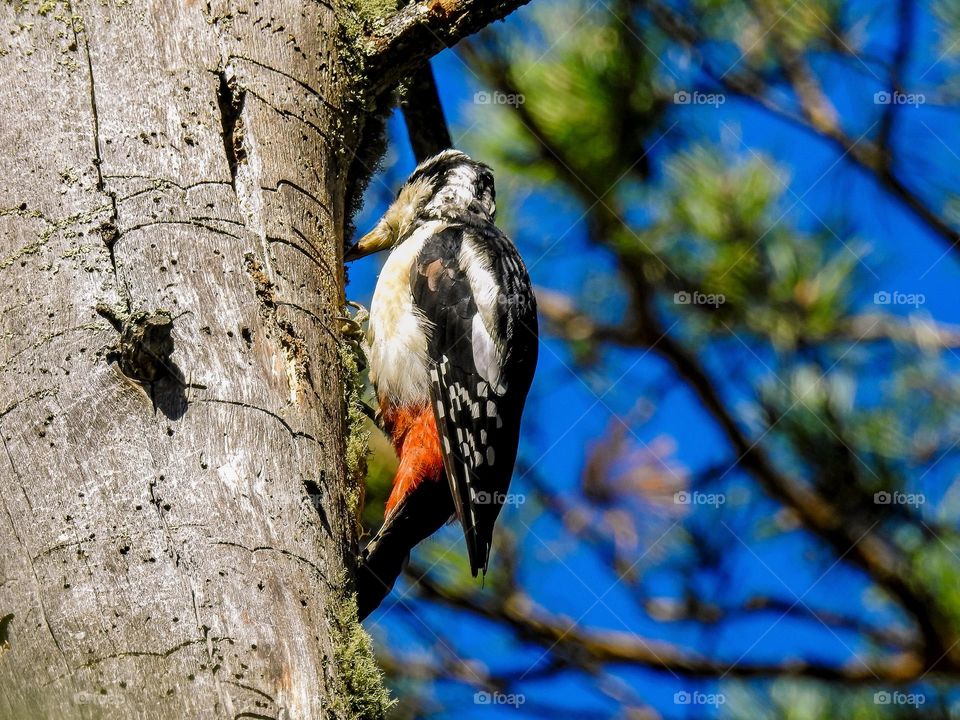 A great spotted woodpecker has found insects and is hammering a dried pine tree. September, Aiskiy tract, Altai district, Altai Krai, Siberia, Russia.