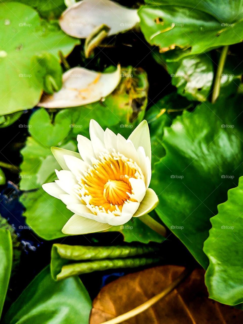 white lotus in the pond.