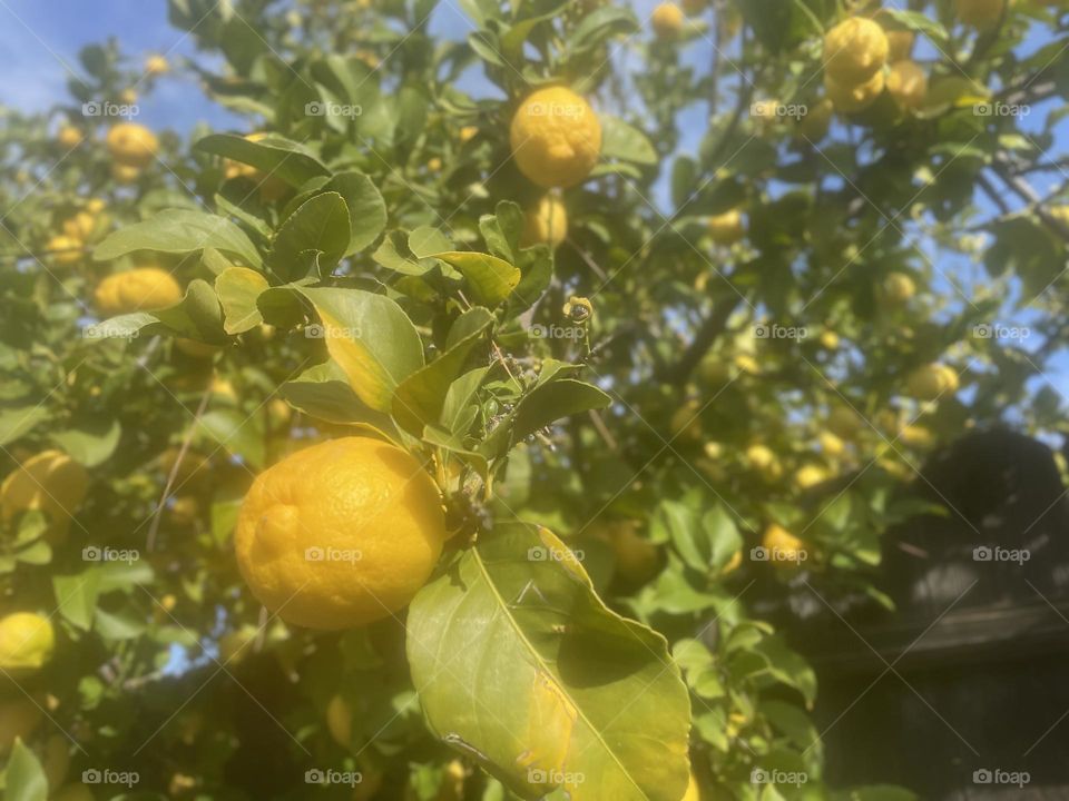 Pretty photograph of a lemon tree 