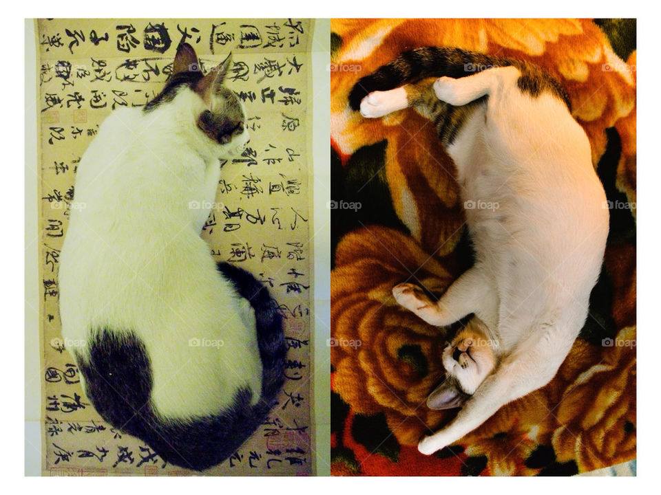 chinese cat sleep yang by Lan